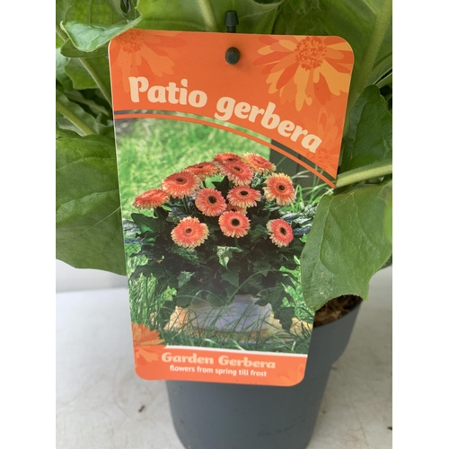 109 - TWO EXTRA LARGE GERBERA PINK/ YELLOW AND ORANGE PATIO PLANTS IN 3 LTR POTS APPROX 60-70CM IN HEIGHT ... 