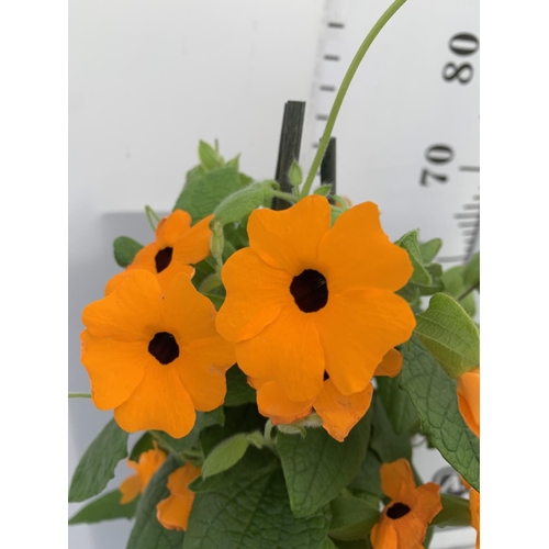 110 - TWO BLACK-EYED SUSAN THUNBERGIA ALATA DEEP ORANGE IN 3 LTR POTS APPROX 80CM IN HEIGHT PLUS VAT TO BE... 