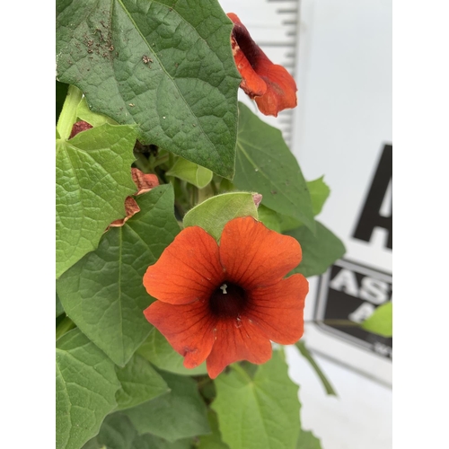 110 - TWO BLACK-EYED SUSAN THUNBERGIA ALATA DEEP ORANGE IN 3 LTR POTS APPROX 80CM IN HEIGHT PLUS VAT TO BE... 