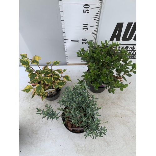 114 - THREE MIXED SHRUBS HOUTTENYIA CHAMELEON IN 1.5 LTR POT, AZALEA PURPLE DIAMOND AND ANDROMEDA BLUE ICE... 