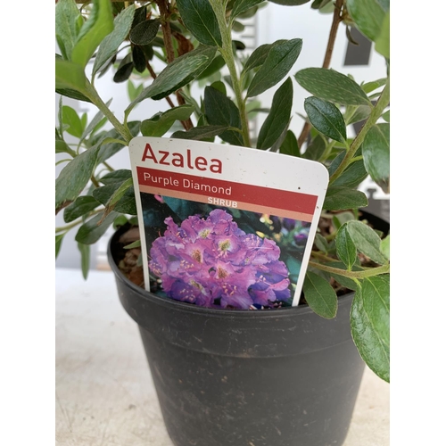 114 - THREE MIXED SHRUBS HOUTTENYIA CHAMELEON IN 1.5 LTR POT, AZALEA PURPLE DIAMOND AND ANDROMEDA BLUE ICE... 