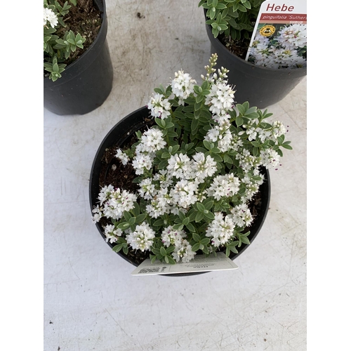 116 - SIX HEBE WHITE PINGUFOLIA 'SUTHERLANDII' IN 1.5 LTR POTS PLUS VAT TO BE SOLD FOR THE SIX