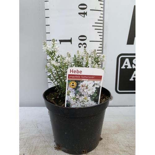 116 - SIX HEBE WHITE PINGUFOLIA 'SUTHERLANDII' IN 1.5 LTR POTS PLUS VAT TO BE SOLD FOR THE SIX