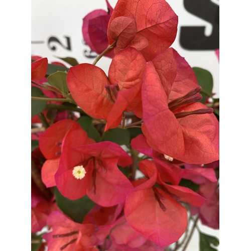 118 - TWO BOUGAINVILLEA DANIA DEEP PINK ON A TRELLIS, 2 LTR POTS HEIGHT 70CM. PATIO READY TO BE SOLD FOR T... 