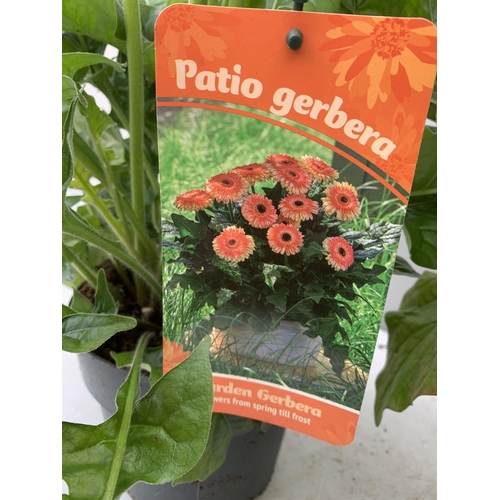 124 - TWO EXTRA LARGE GERBERA PINK/YELLOW AND ORANGE PATIO PLANTS IN 3 LTR POTS APPROX 60-70CM IN HEIGHT P... 