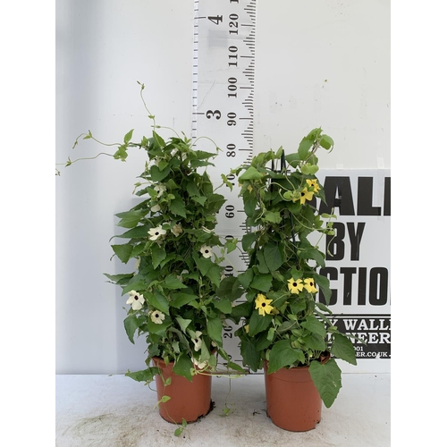 127 - TWO BLACK-EYED SUSAN THUNBERGIA ALATA WHITE AND YELLOW IN 3 LTR POTS APPROX 80CM IN HEIGHT PLUS VAT ... 