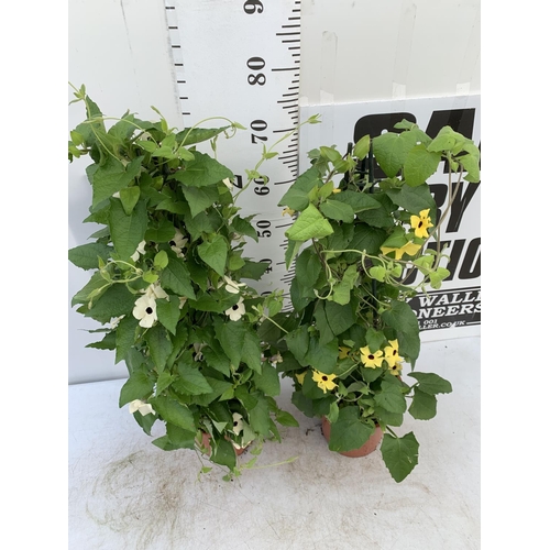 127 - TWO BLACK-EYED SUSAN THUNBERGIA ALATA WHITE AND YELLOW IN 3 LTR POTS APPROX 80CM IN HEIGHT PLUS VAT ... 