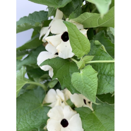 127 - TWO BLACK-EYED SUSAN THUNBERGIA ALATA WHITE AND YELLOW IN 3 LTR POTS APPROX 80CM IN HEIGHT PLUS VAT ... 