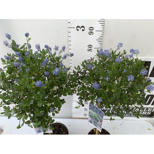 128 - TWO CEANOTHUS IMPRESSUS STANDARD TREES 'VICTORIA' IN FLOWER APPROX A METRE IN HEIGHT IN 3 LTR POTS P... 