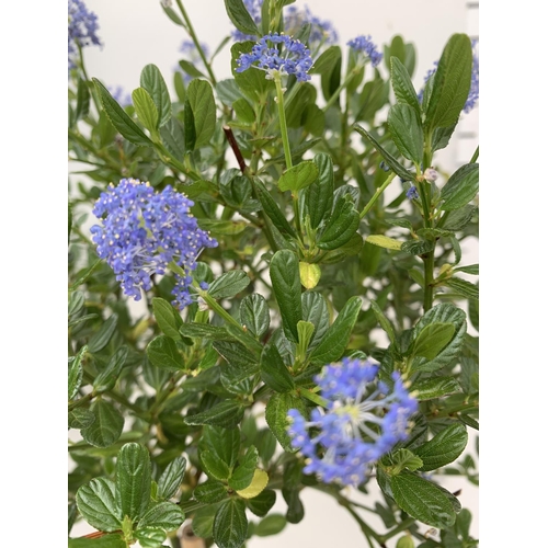 128 - TWO CEANOTHUS IMPRESSUS STANDARD TREES 'VICTORIA' IN FLOWER APPROX A METRE IN HEIGHT IN 3 LTR POTS P... 