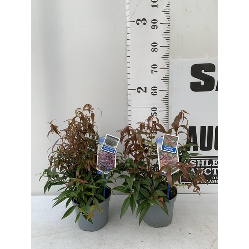 133 - TWO LEUCOTHOE 'ROYAL RUBY' AND 'BURNING LOVE' IN 2 LTR POTS 40CM TALL PLUS VAT TO BE SOLD FOR THE TW... 