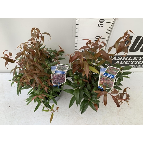 133 - TWO LEUCOTHOE 'ROYAL RUBY' AND 'BURNING LOVE' IN 2 LTR POTS 40CM TALL PLUS VAT TO BE SOLD FOR THE TW... 