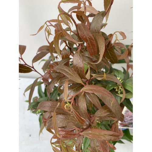 133 - TWO LEUCOTHOE 'ROYAL RUBY' AND 'BURNING LOVE' IN 2 LTR POTS 40CM TALL PLUS VAT TO BE SOLD FOR THE TW... 