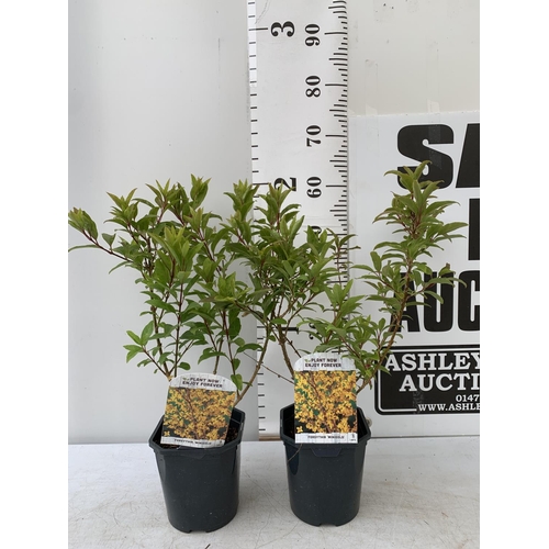 134 - TWO FORSYTHIA 'MINIGOLD' APPROX 60CM IN HEIGHT IN 2 LTR POTS PLUS VAT TO BE SOLD FOR THE TWO