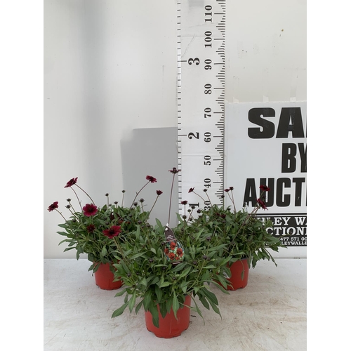 135 - THREE COSMOS ATROS CHOCCO MOCHA IN 3 LTR POTS APPROX 40CM IN HEIGHT PLUS VAT TO BE SOLD FOR THE THRE... 