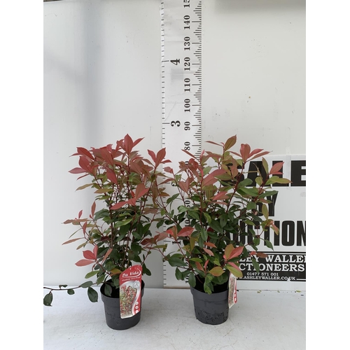 136 - TWO PHOTINIA 'CARRE ROUGE' IN 3 LTR POTS APPROX 80CM IN HEIGHT PLUS VAT TO BE SOLD FOR THE TWO