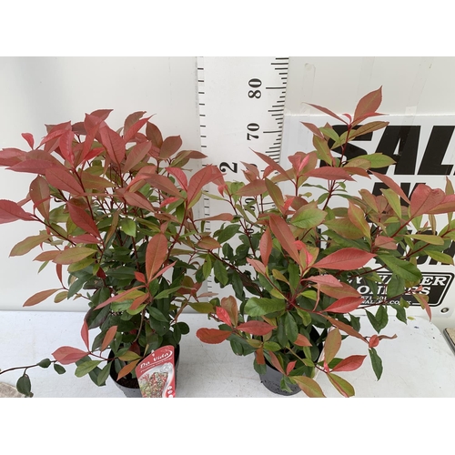 136 - TWO PHOTINIA 'CARRE ROUGE' IN 3 LTR POTS APPROX 80CM IN HEIGHT PLUS VAT TO BE SOLD FOR THE TWO