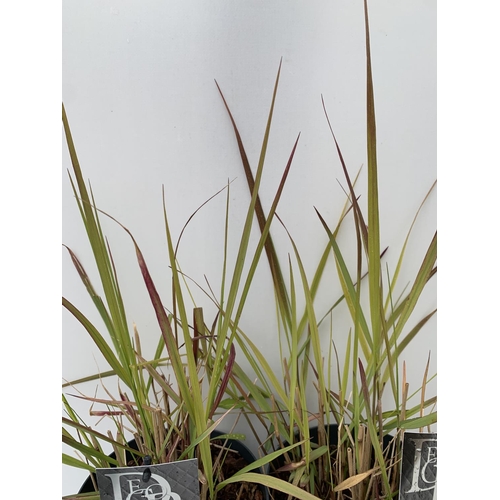 137 - TWO HARDY ORNAMENTAL GRASSES CAREX 'FEATHER FALLS' AND 'IRISH GREEN' IN 3 LTR POTS APPROX 50CM IN HE... 