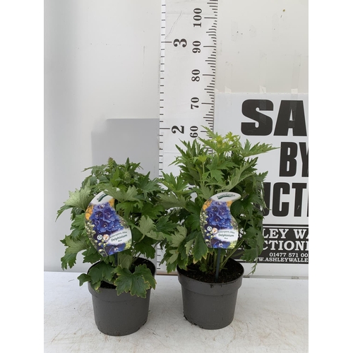 17 - TWO BLUE DELPHINIUMS IN 3 LTR POTS APPROX 50-60CM IN HEIGHT PLUS VAT TO BE SOLD FOR THE TWO