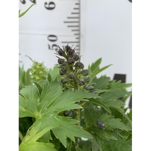 17 - TWO BLUE DELPHINIUMS IN 3 LTR POTS APPROX 50-60CM IN HEIGHT PLUS VAT TO BE SOLD FOR THE TWO