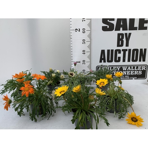 23 - EIGHT GAZANIA FLAMED IN 1.2 LTR POTS 20-30CM TALL TO BE SOLD FOR THE EIGHT PLUS VAT