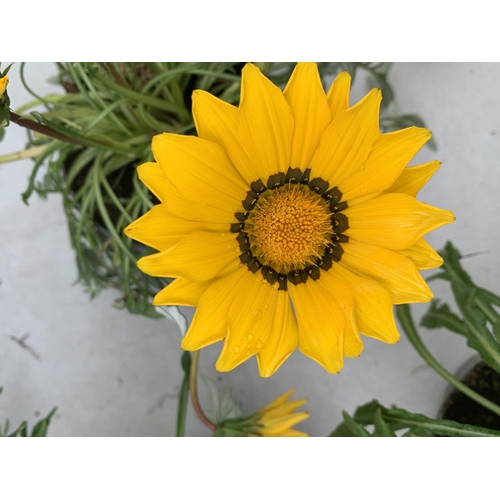 23 - EIGHT GAZANIA FLAMED IN 1.2 LTR POTS 20-30CM TALL TO BE SOLD FOR THE EIGHT PLUS VAT