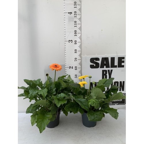 32 - TWO EXTRA LARGE GERBERA YELLOW AND ORANGE PATIO PLANTS IN 3 LTR POTS APPROX 50-70CM IN HEIGHT PLUS V... 