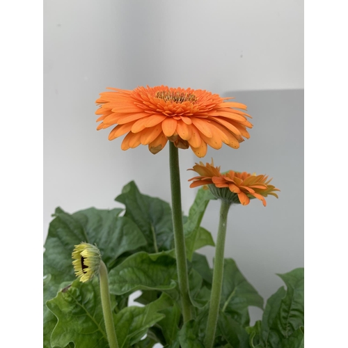 33 - TWO EXTRA LARGE GERBERA PINK AND ORANGE PATIO PLANTS IN 3 LTR POTS APPROX 60-70CM IN HEIGHT PLUS VAT... 