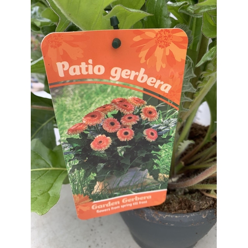 33 - TWO EXTRA LARGE GERBERA PINK AND ORANGE PATIO PLANTS IN 3 LTR POTS APPROX 60-70CM IN HEIGHT PLUS VAT... 