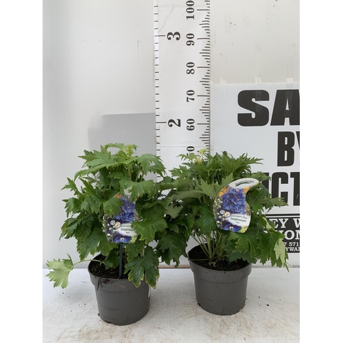 34 - TWO BLUE DELPHINIUMS IN 3 LTR POTS APPROX 50-60CM IN HEIGHT PLUS VAT TO BE SOLD FOR THE TWO