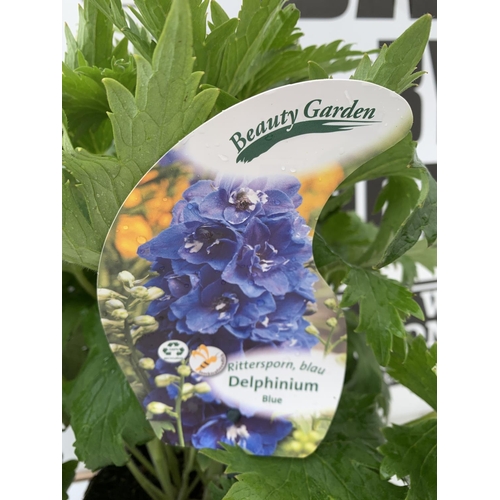 34 - TWO BLUE DELPHINIUMS IN 3 LTR POTS APPROX 50-60CM IN HEIGHT PLUS VAT TO BE SOLD FOR THE TWO