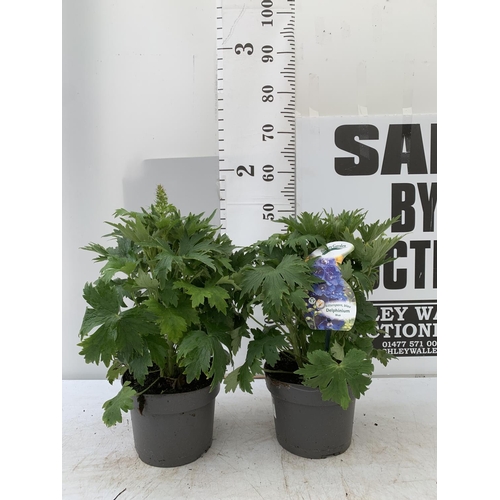 35 - TWO BLUE DELPHINIUMS IN 3 LTR POTS APPROX 50-60CM IN HEIGHT PLUS VAT TO BE SOLD FOR THE TWO