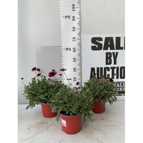 36 - THREE COSMOS ATROS CHOCCO MOCHA IN 3 LTR POTS APPROX 40CM IN HEIGHT PLUS VAT TO BE SOLD FOR THE THRE... 