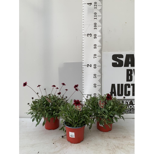 37 - THREE COSMOS ATROS CHOCCO MOCHA IN 3 LTR POTS APPROX 40CM IN HEIGHT PLUS VAT TO BE SOLD FOR THE THRE... 