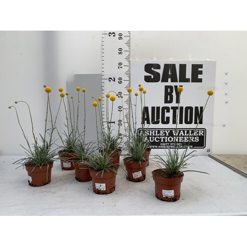 38 - EIGHT CRASPEDIA GLOBOSA YELLOW GOLF BEAUTY IN 1 LTR POTS ON A TRAY APPROX  50-60CM IN HEIGHT PLUS VA... 