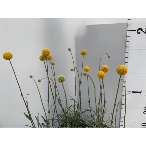 38 - EIGHT CRASPEDIA GLOBOSA YELLOW GOLF BEAUTY IN 1 LTR POTS ON A TRAY APPROX  50-60CM IN HEIGHT PLUS VA... 