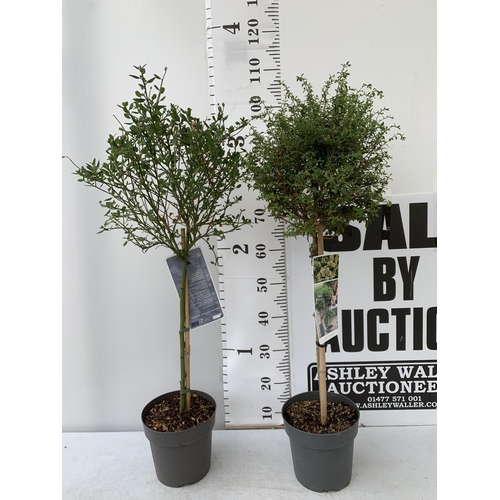 39 - ONE LIGUSTRUM DELAVAYANUM STANDARD TREE AND A CEANOTHUS IMPRESSUS 'VICTORIA' STANDARD APPROX 110CM I... 