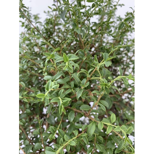 39 - ONE LIGUSTRUM DELAVAYANUM STANDARD TREE AND A CEANOTHUS IMPRESSUS 'VICTORIA' STANDARD APPROX 110CM I... 