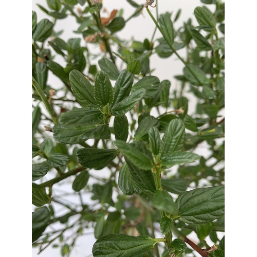 39 - ONE LIGUSTRUM DELAVAYANUM STANDARD TREE AND A CEANOTHUS IMPRESSUS 'VICTORIA' STANDARD APPROX 110CM I... 