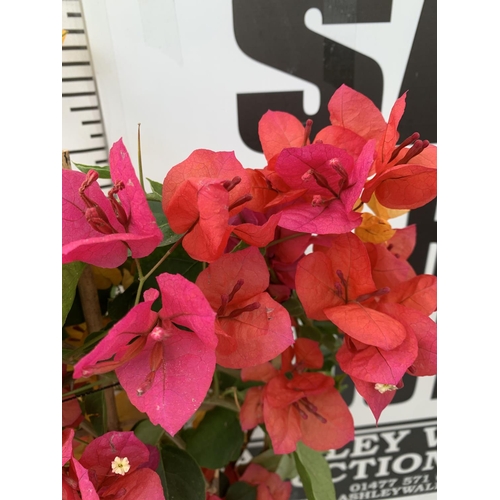 43 - TWO BOUGAINVILLEA DANIA PINK AND ORANGE MIX ON A TRELLIS, 2 LTR POTS HEIGHT 70CM. PATIO READY TO BE ... 