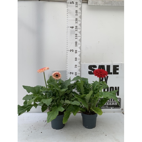 5 - TWO EXTRA LARGE GERBERA RED AND ORANGE/PINK PATIO PLANTS IN 3 LTR POTS APPROX 70CM IN HEIGHT PLUS VA... 