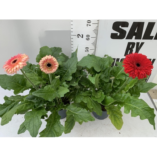 5 - TWO EXTRA LARGE GERBERA RED AND ORANGE/PINK PATIO PLANTS IN 3 LTR POTS APPROX 70CM IN HEIGHT PLUS VA... 