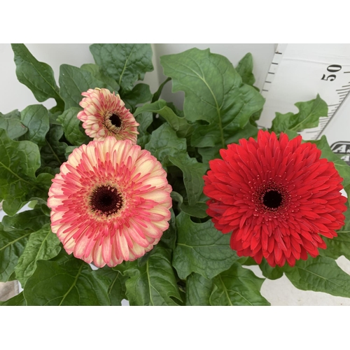 5 - TWO EXTRA LARGE GERBERA RED AND ORANGE/PINK PATIO PLANTS IN 3 LTR POTS APPROX 70CM IN HEIGHT PLUS VA... 