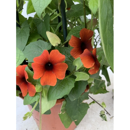 51 - TWO BLACK-EYED SUSAN THUNBERGIA ALATA DEEP ORANGE IN 3 LTR POTS APPROX 80CM IN HEIGHT PLUS VAT TO BE... 