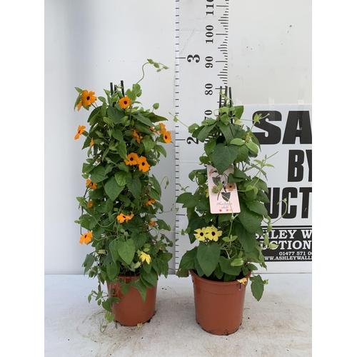 52 - TWO BLACK-EYED SUSAN THUNBERGIA ALATA DEEP ORANGE  AND YELLOW IN 3 LTR POTS APPROX 80CM IN HEIGHT PL... 