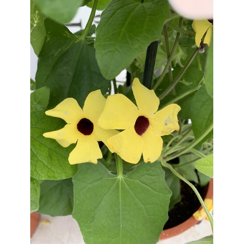 52 - TWO BLACK-EYED SUSAN THUNBERGIA ALATA DEEP ORANGE  AND YELLOW IN 3 LTR POTS APPROX 80CM IN HEIGHT PL... 