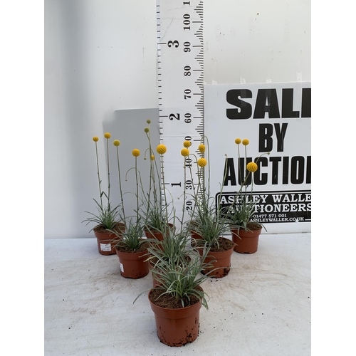 53 - EIGHT CRASPEDIA GLOBOSA YELLOW GOLF BEAUTY IN 1 LTR POTS ON A TRAY APPROX  50-60CM IN HEIGHT PLUS VA... 