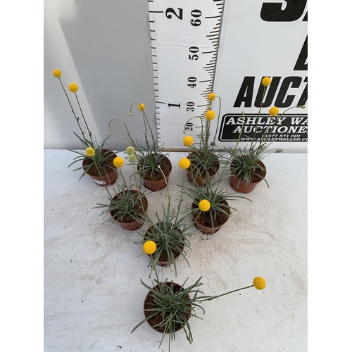 53 - EIGHT CRASPEDIA GLOBOSA YELLOW GOLF BEAUTY IN 1 LTR POTS ON A TRAY APPROX  50-60CM IN HEIGHT PLUS VA... 