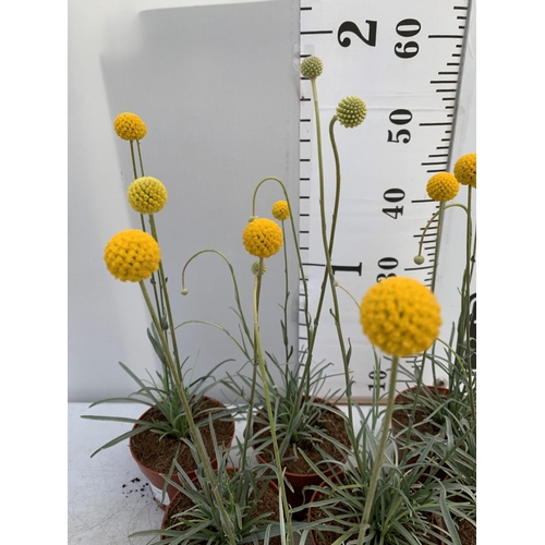 53 - EIGHT CRASPEDIA GLOBOSA YELLOW GOLF BEAUTY IN 1 LTR POTS ON A TRAY APPROX  50-60CM IN HEIGHT PLUS VA... 