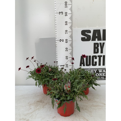 58 - THREE COSMOS ATROS CHOCCO MOCHA IN 3 LTR POTS APPROX 40CM IN HEIGHT PLUS VAT TO BE SOLD FOR THE THRE... 